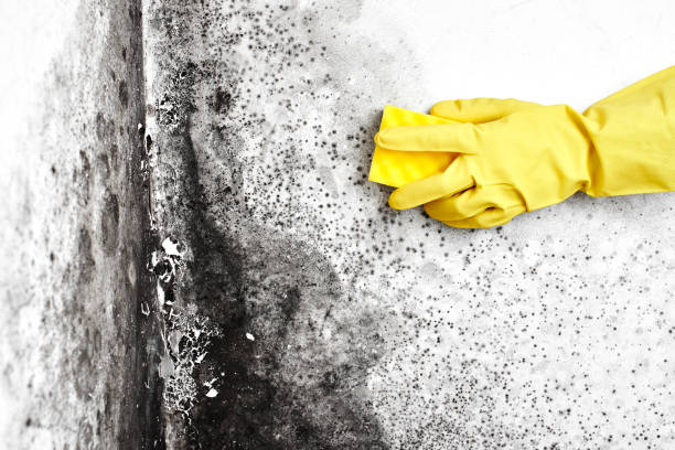 Best HVAC Mold Remediation in Greenville, MI