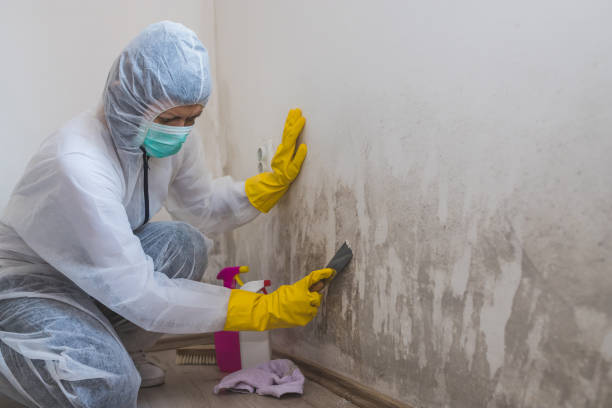 Best Health and Safety Mold Remediation in Greenville, MI