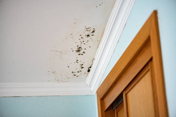Best Kitchen Mold Remediation in Greenville, MI