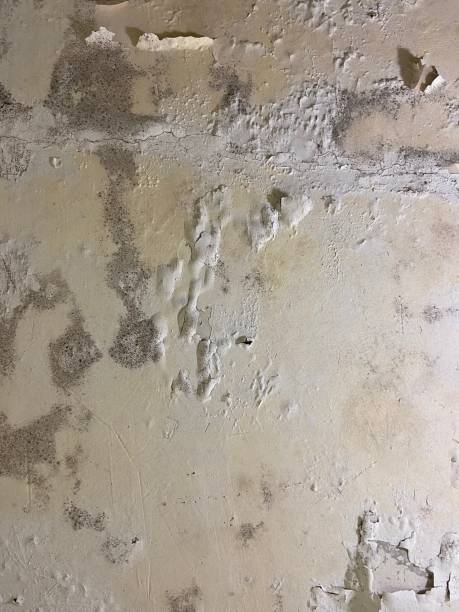Best Insurance-Related Mold Remediation in Greenville, MI