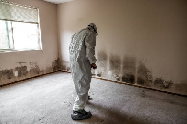 Best DIY Mold Remediation Support Services in Greenville, MI