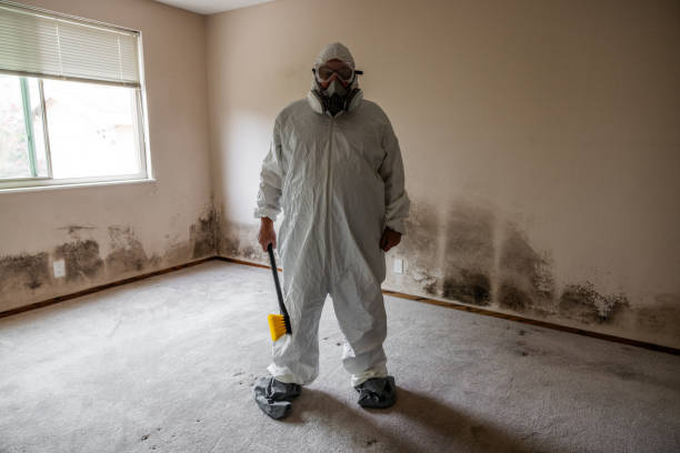 Best White Mold Remediation in Greenville, MI