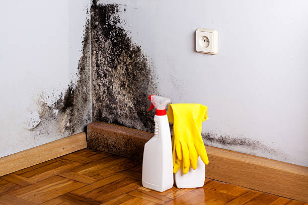 Best Attic Mold Remediation in Greenville, MI